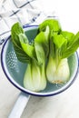 Fresh pak choi cabbage. Royalty Free Stock Photo