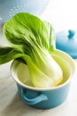 Fresh pak choi cabbage. Royalty Free Stock Photo