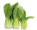 Fresh pak choi cabbage Royalty Free Stock Photo