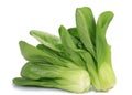 Fresh pak choi cabbage Royalty Free Stock Photo