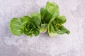 A fresh pak choi vegetable on a grey structured background Royalty Free Stock Photo