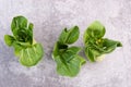 A fresh pak choi vegetable on a grey structured background Royalty Free Stock Photo