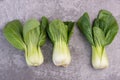 A fresh pak choi vegetable on a grey structured background Royalty Free Stock Photo
