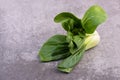 A fresh pak choi vegetable on a grey structured background Royalty Free Stock Photo