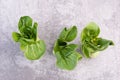 A fresh pak choi vegetable on a grey structured background Royalty Free Stock Photo