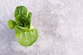 A fresh pak choi vegetable on a grey structured background Royalty Free Stock Photo
