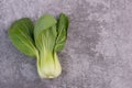 A fresh pak choi vegetable on a grey structured background Royalty Free Stock Photo