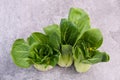 A fresh pak choi vegetable on a grey structured background Royalty Free Stock Photo