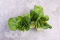 A fresh pak choi vegetable on a grey structured background Royalty Free Stock Photo