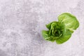 A fresh pak choi vegetable on a grey structured background Royalty Free Stock Photo