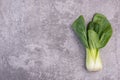 A fresh pak choi vegetable on a grey structured background Royalty Free Stock Photo