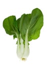 Fresh pak Choy Royalty Free Stock Photo