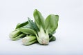 Fresh pakchoi on a plastic cutting board Royalty Free Stock Photo