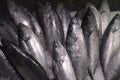 Fresh palamut fish