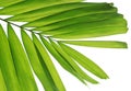 Fresh palm leaf