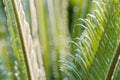 Fresh palm leaf, Abstract green background, Selective focus Royalty Free Stock Photo