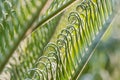 Fresh palm leaf, Abstract green background, Selective focus Royalty Free Stock Photo