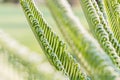 Fresh palm leaf, Abstract green background, Selective focus Royalty Free Stock Photo