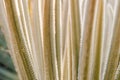 Fresh palm leaf, Abstract green background, Selective focus Royalty Free Stock Photo