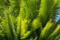 Fresh palm leaves against sky Royalty Free Stock Photo