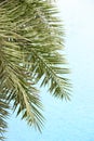 The fresh palm leaves on the beautiful clean water background