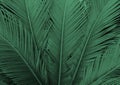 Fresh palm leaves texture close up. Tropical color background Royalty Free Stock Photo