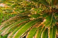 Palm tree leafs closeup Royalty Free Stock Photo