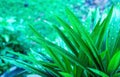 Fresh pandan leaves after rain Royalty Free Stock Photo