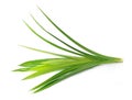 Fresh Pandan leaves Royalty Free Stock Photo
