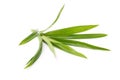 Fresh pandan leaves Royalty Free Stock Photo