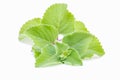 Fresh panikoorpa Coleus Aromaticus leaves isolated on white background