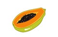 Fresh papaya. Cartoon vector icon isolated on white