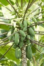 Fresh papaya fruit