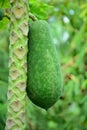 Fresh papaya fruits