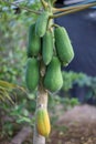 Fresh papaya fruits on the tree with selective focus Royalty Free Stock Photo