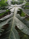 fresh papaya leaves