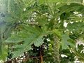 Fresh papaya tree gree leaf s