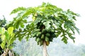 Fresh papaya tree plant in garden Royalty Free Stock Photo