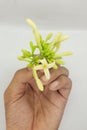 Papaya flower on white background