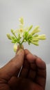 Papaya flower on white background