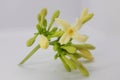 Papaya flower on a white background