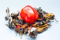 Fresh paprika among rotten peppers with mold on a gray background. concept of old age and youth