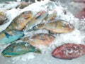 FRESH PARROT FISH COLORFULL FROM SUMBAWA SEA Royalty Free Stock Photo
