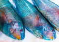fresh Parrot fish at market Royalty Free Stock Photo