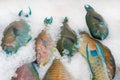 Parrotfish on Ice Fish Market Fresh