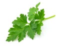 Fresh parsley Royalty Free Stock Photo