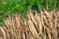 Fresh parsley Royalty Free Stock Photo