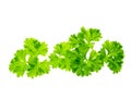 Fresh parsley Royalty Free Stock Photo