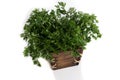 Fresh parsley arranged in a small rectangular wooden box.