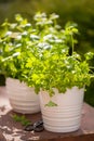 Fresh parsley basil mint herbs in garden